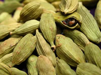 Elettaria cardamomum